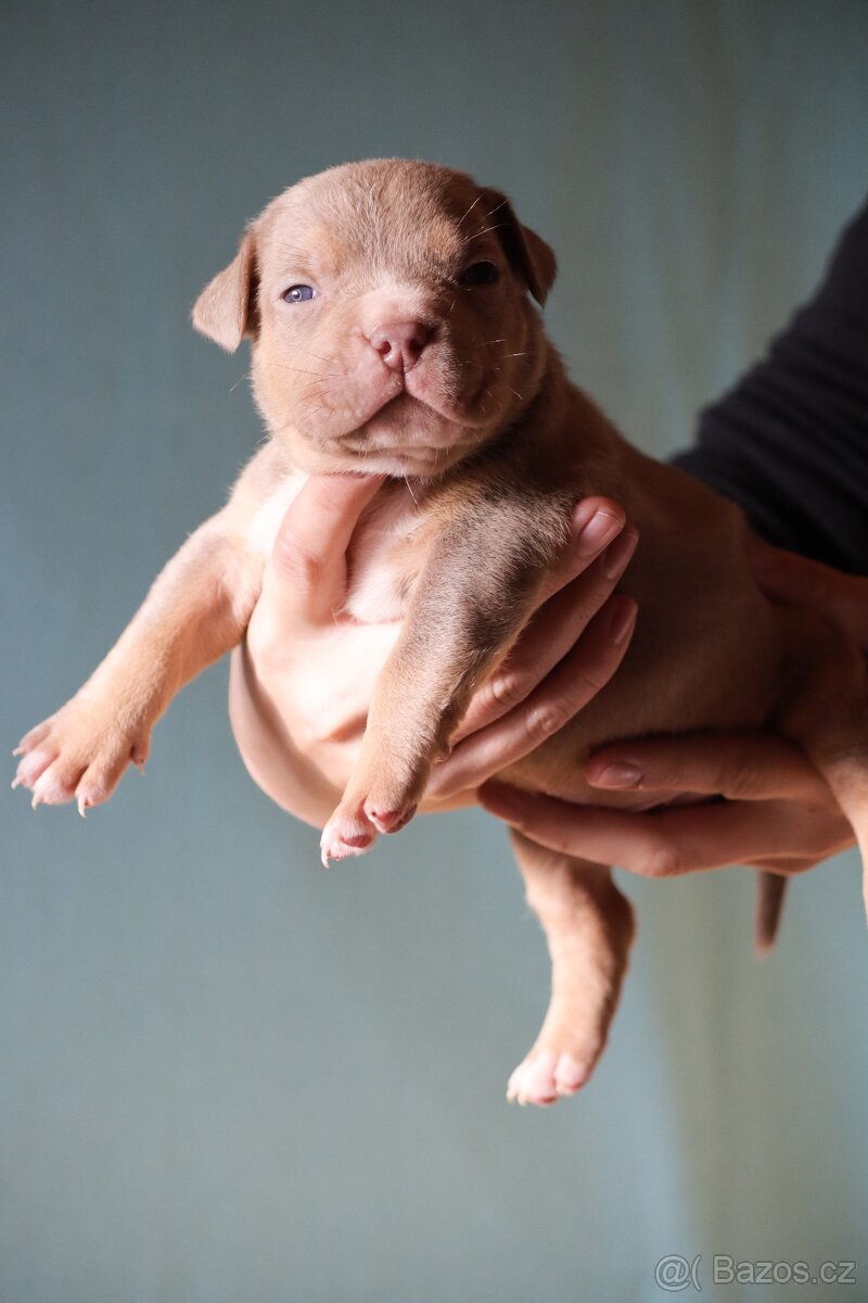 🐾American Bully🐾 - 4
