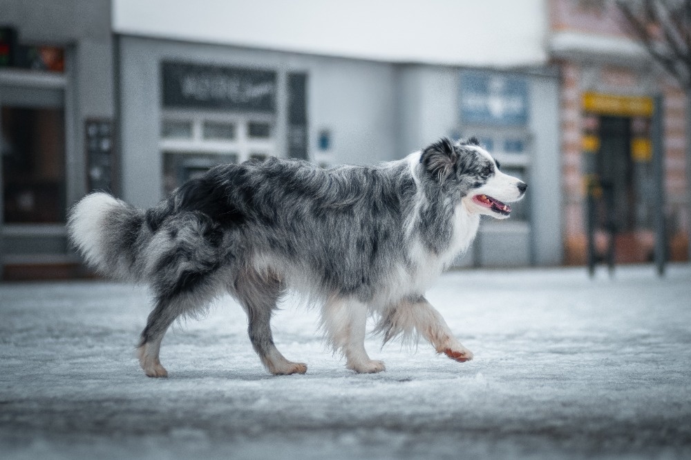 Krycí pes Border kolie s PP - 4