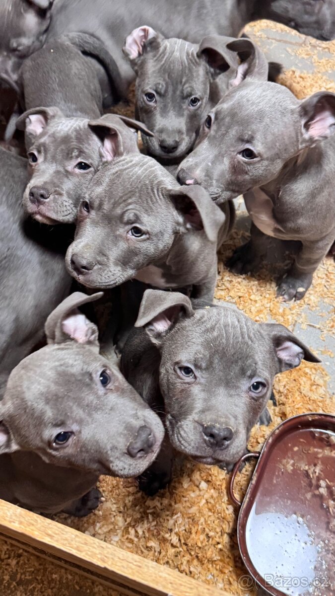 Americký stafordširský teriér - 4