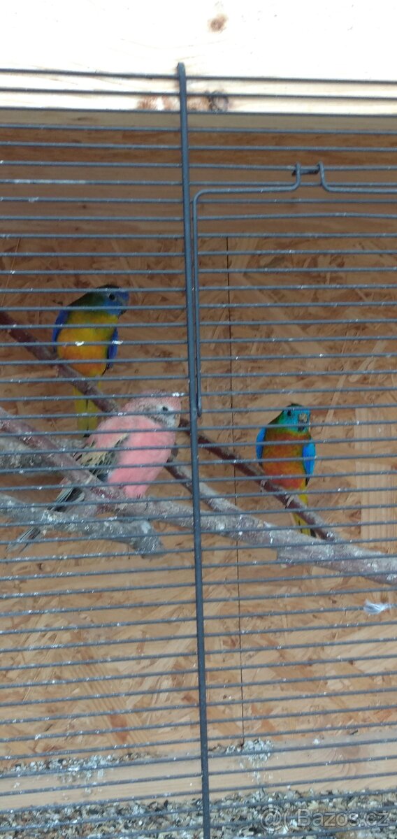 Prodám andulky a neofemy - 4