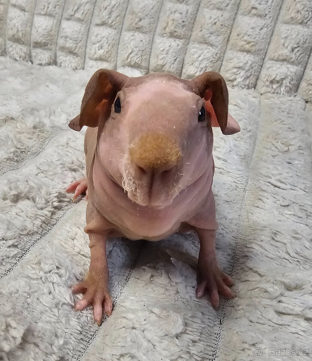 2 skinny samičky s PP - 4