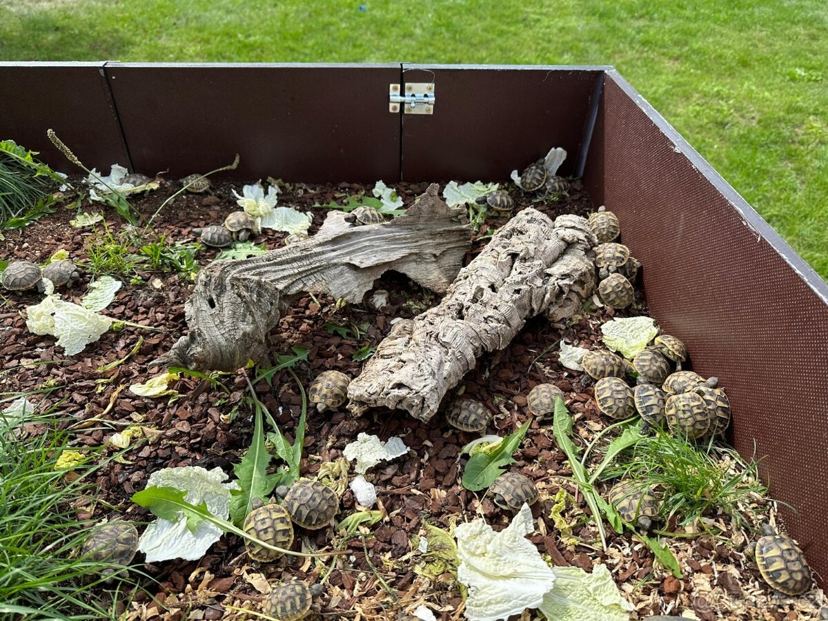 Suchozemská želva - 4