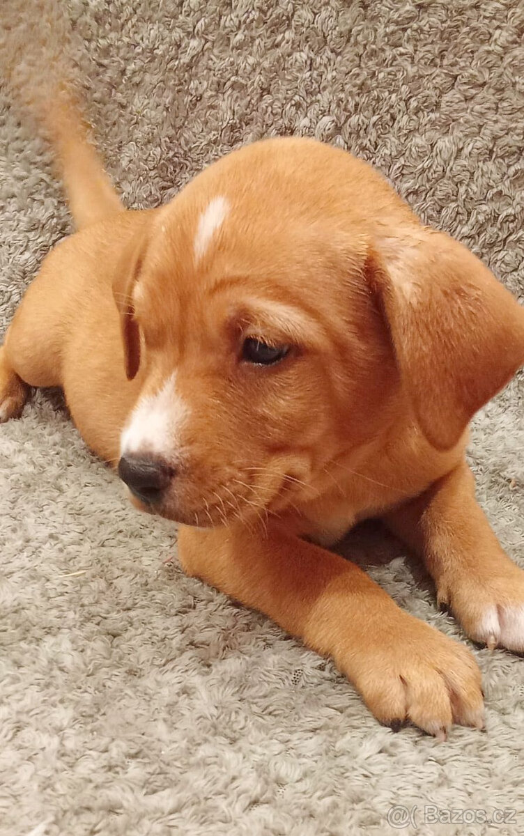 Kříženci – retrívr x labrador x ridgeback x stafford - 4