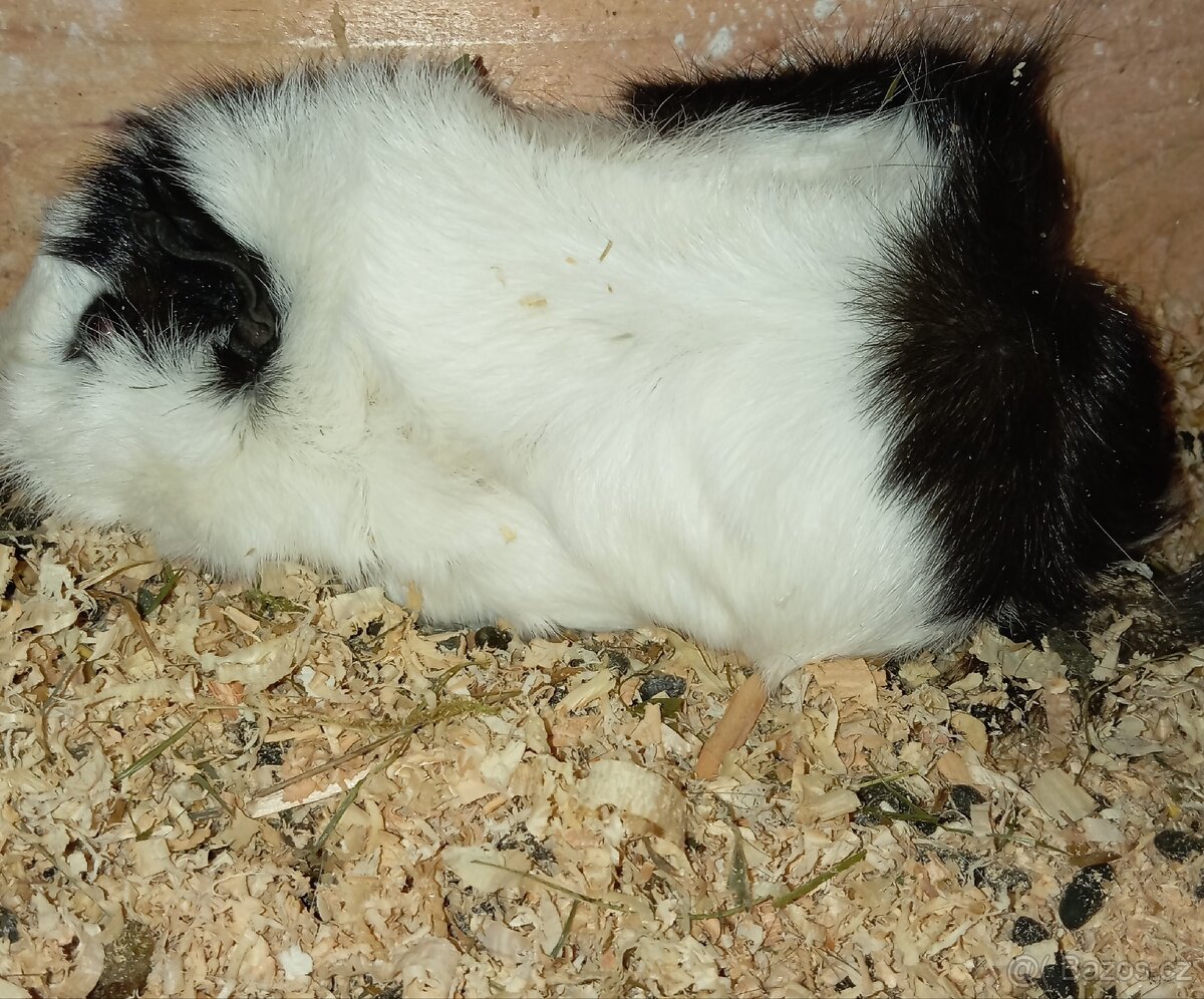 Morče holka rozetka - 4