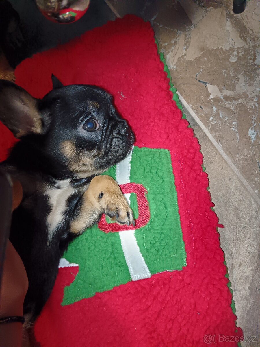 Francouzský buldocek - 4