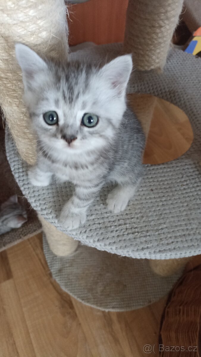 Britská whiskas koťátka s PP - 4