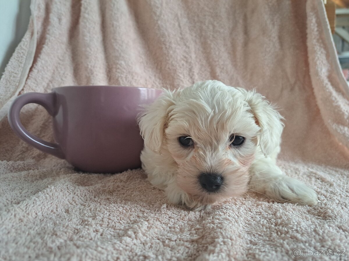 Štěňátka maltézský psík - 4