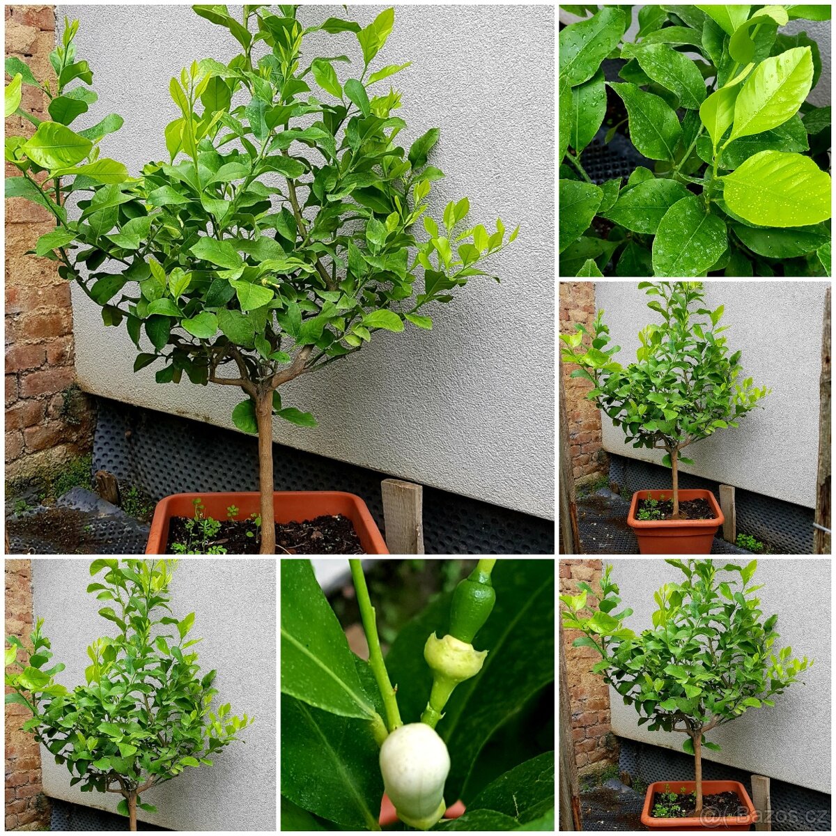 citroník , Pavlovský, citrusy rostlina Vánočně SLEVNĚN - 4