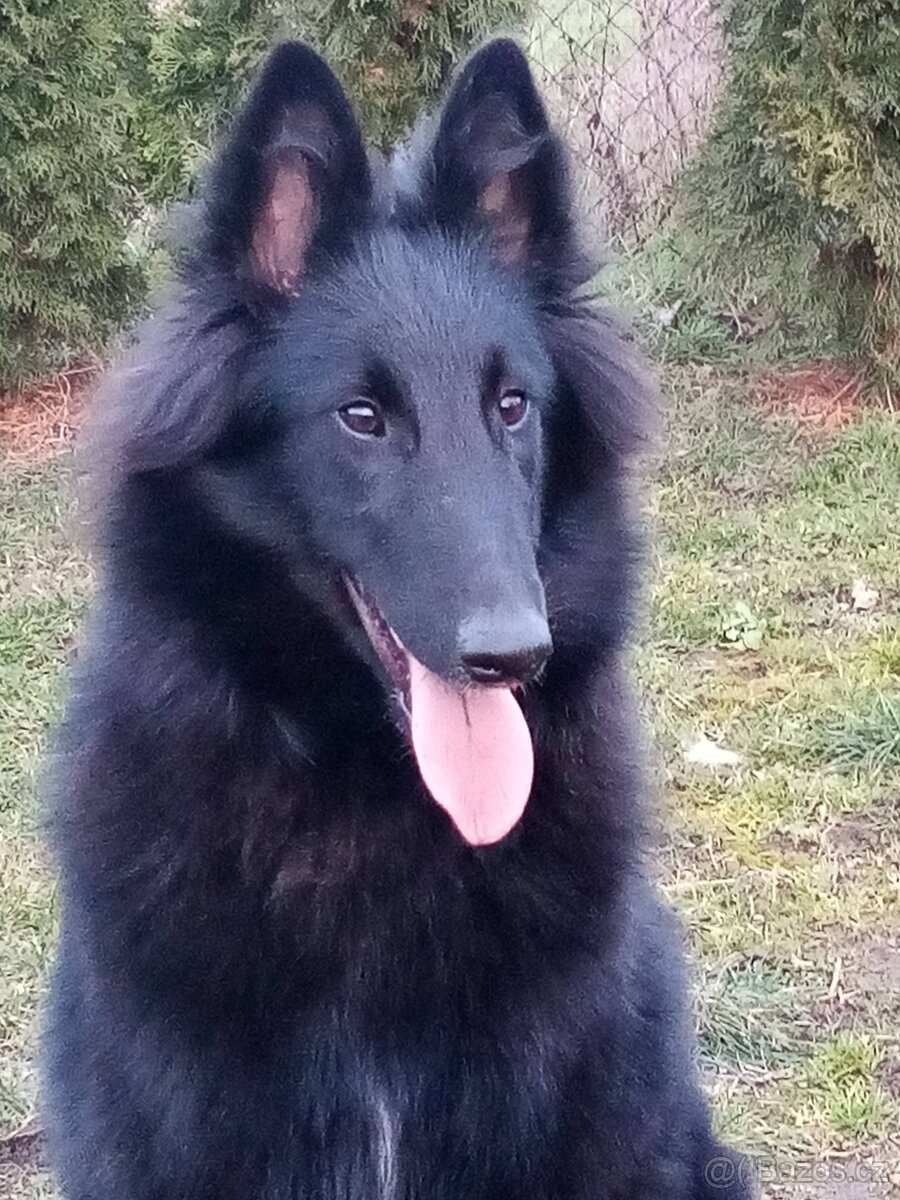 Belgický ovčák GROENENDAEL s PP - 4