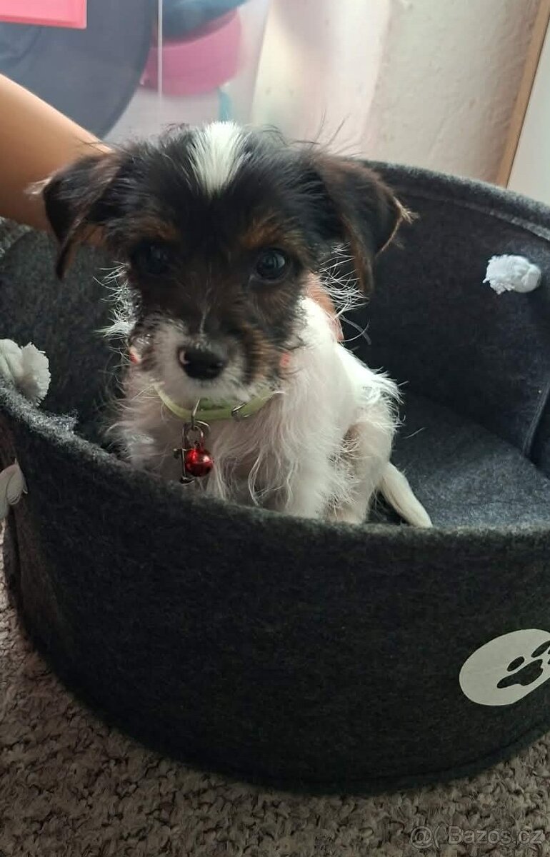 Prodám Jorkširsky teriér Biewer - 4