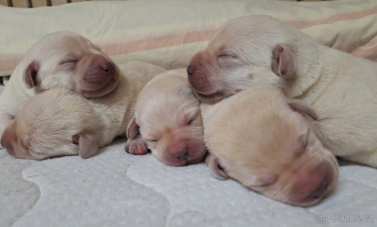 Labradorský retrívr s PP - 4