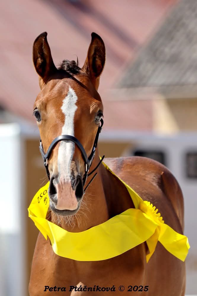 Nabízím letošní klisnu ČT - 4