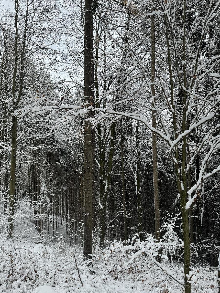 Prodám lesní pozemek v k.ú. Líšný - 4