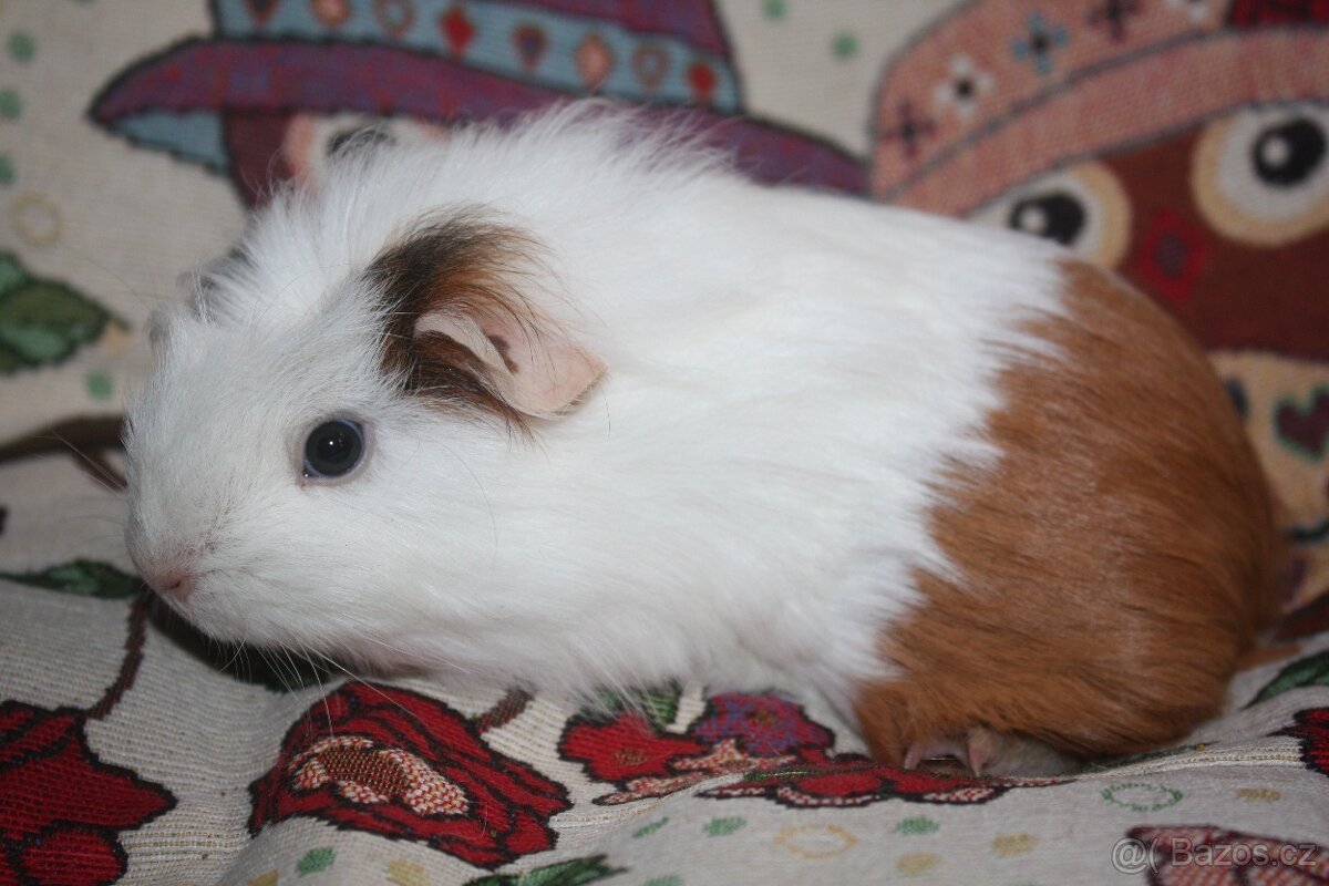 Morčata holčičky - 4