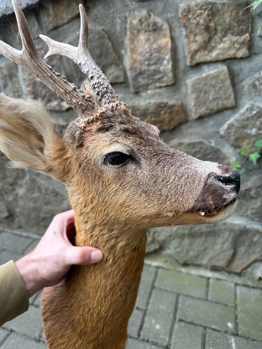 Srnec/srna - preparace, vycpanina - 4