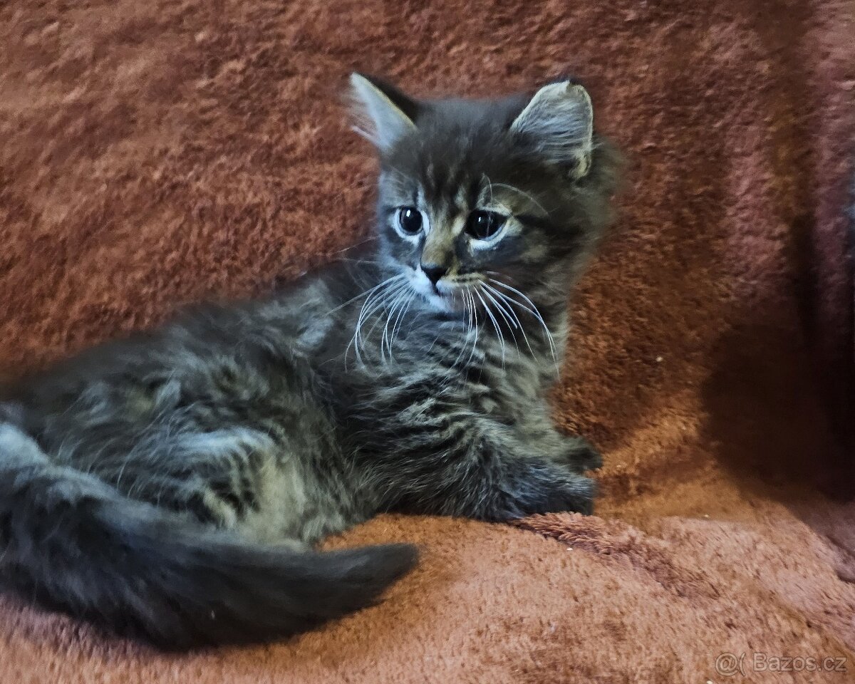 Koťátka - přírodní, zrzci - 4