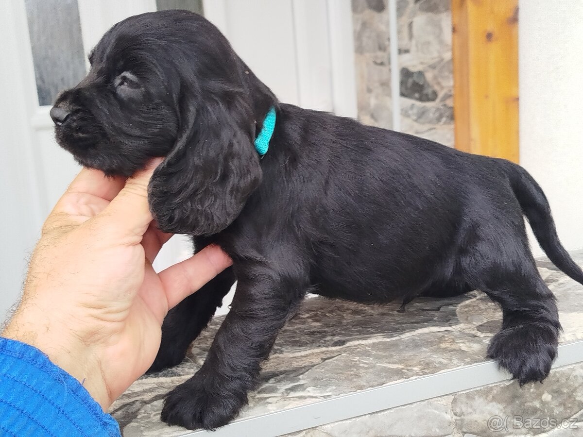 ANGLICKÝ KOKRSPANEL - 4