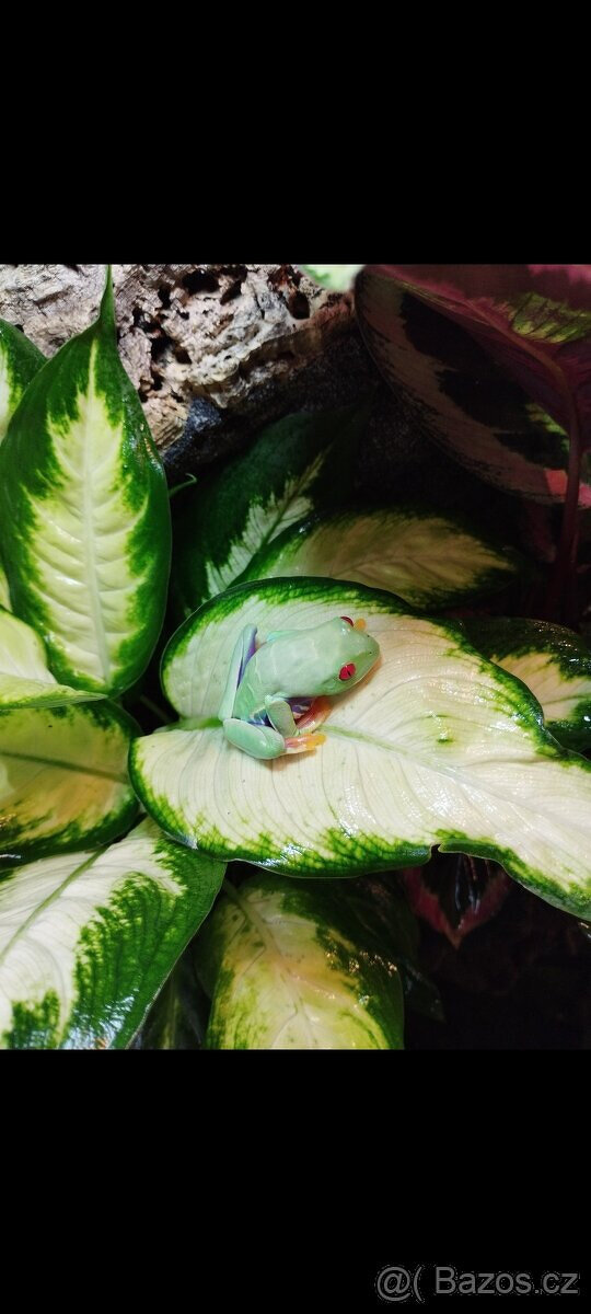 Terárium 60x100x50 ( švh ) - 4