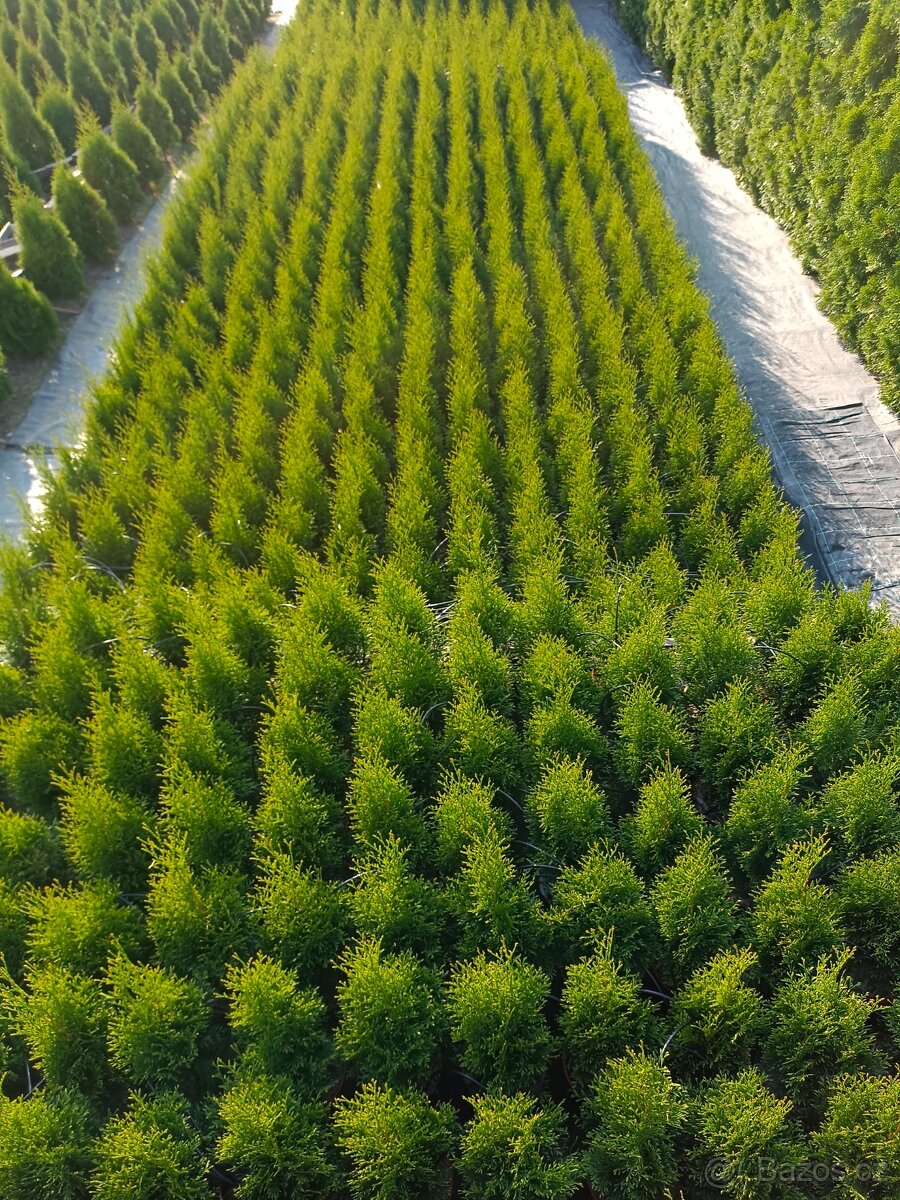 Prodám thuje smaragd - 4