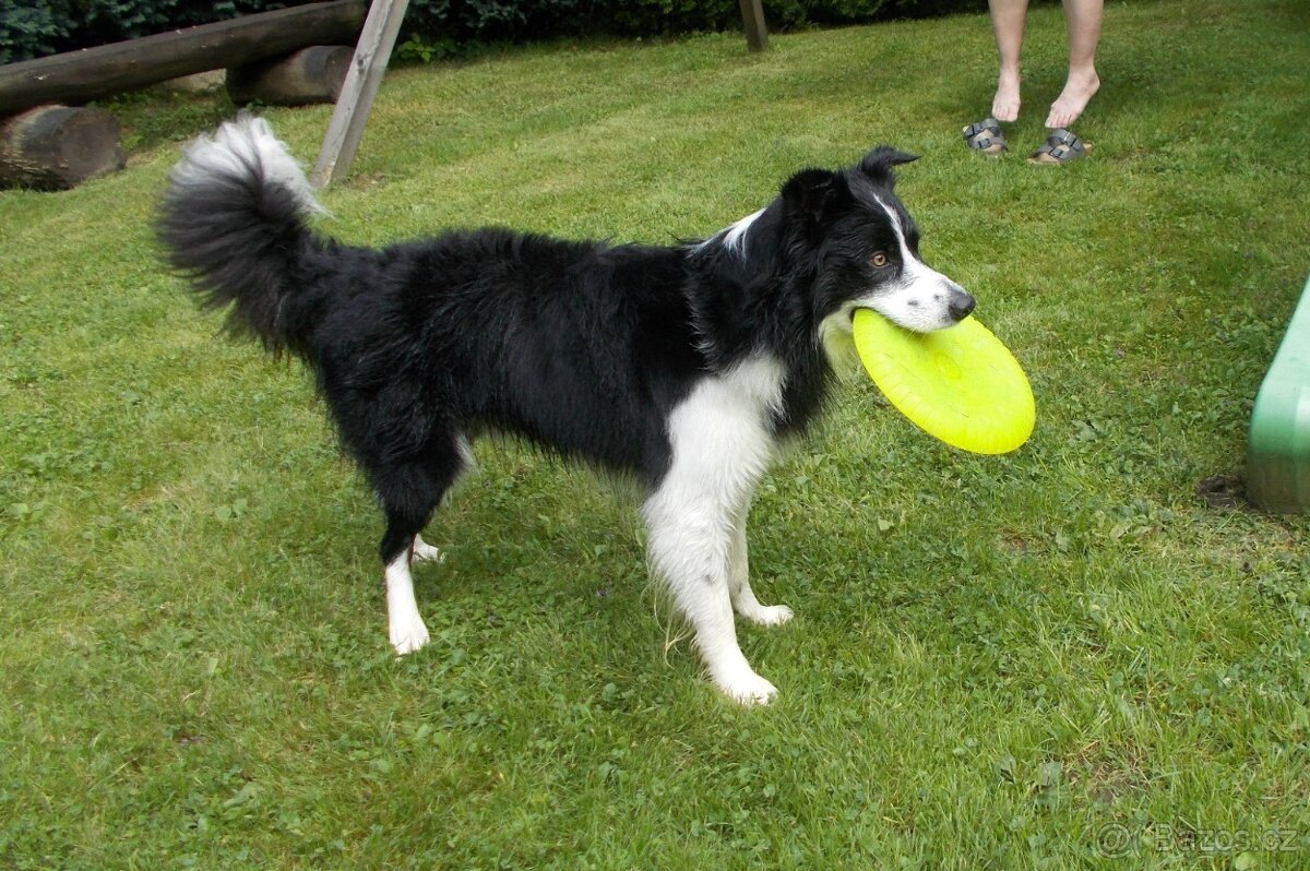 Krytí border kolie bez Pp - 4