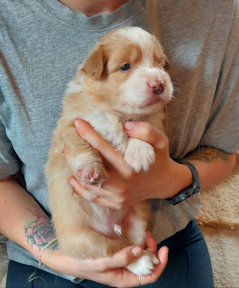 border kolie ee - red - 4