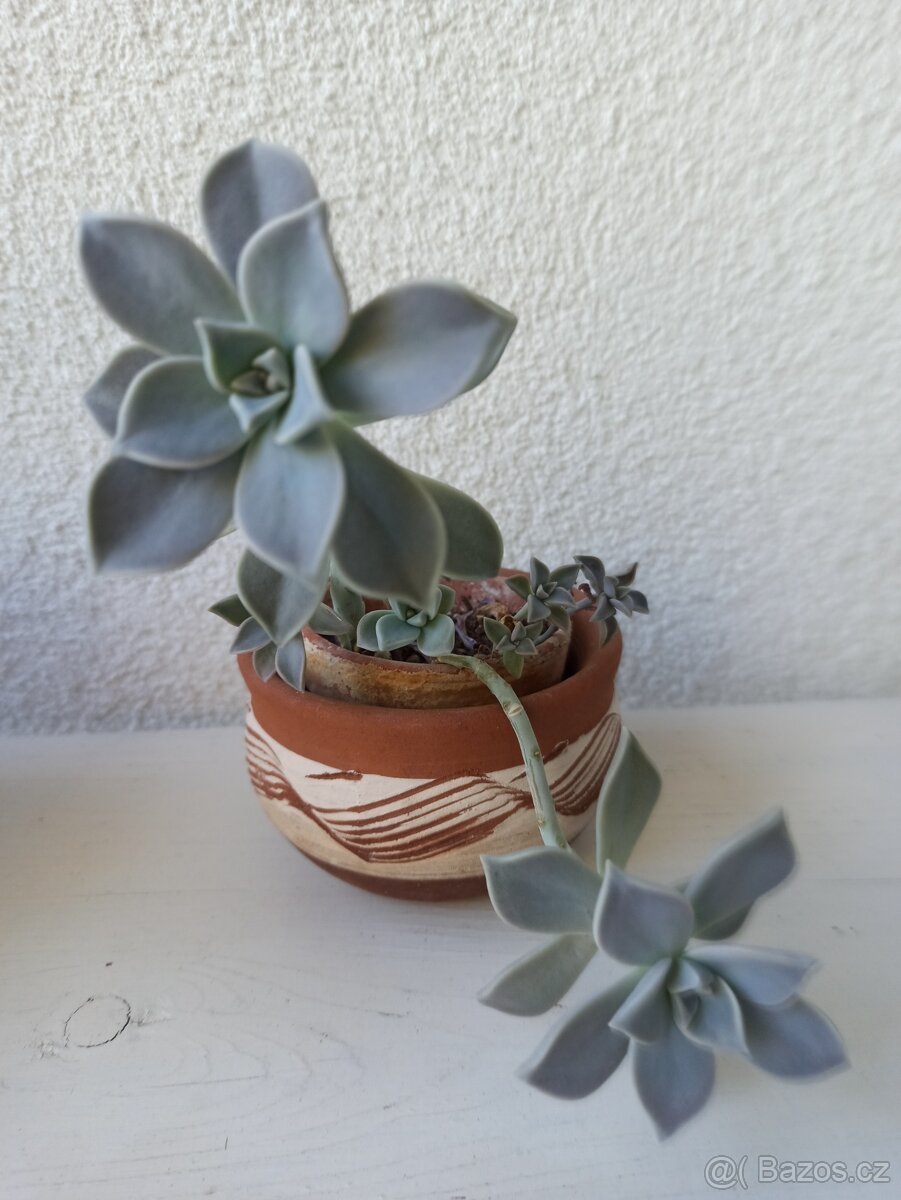 Graptopetalum - 4