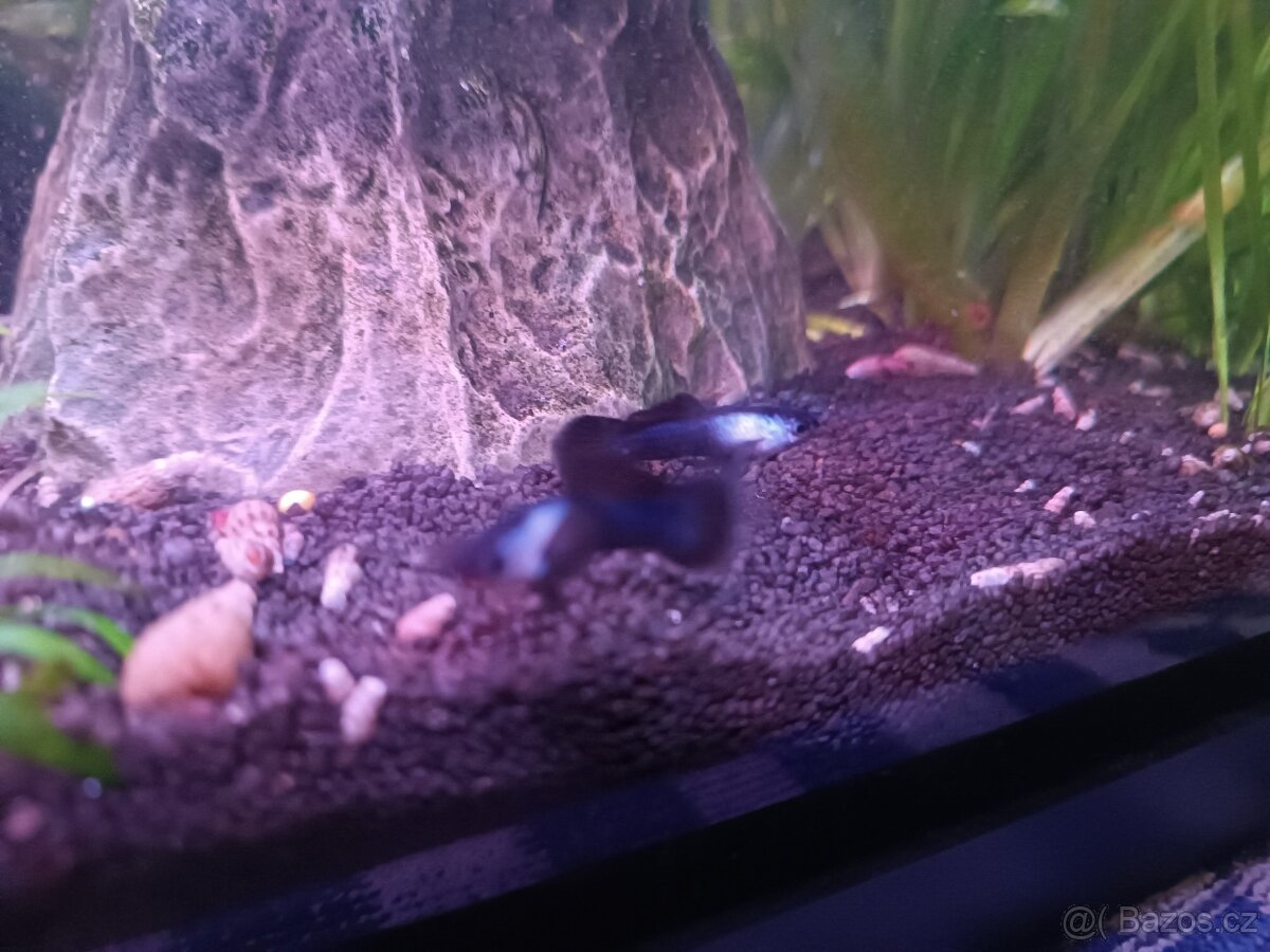 Endlerky Blue panda - 4