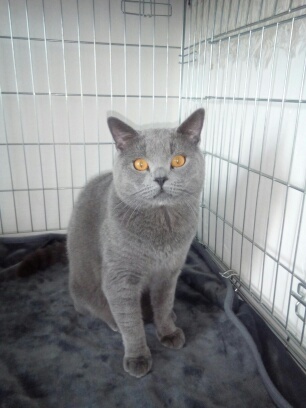 Britská koťata bez PP - 4