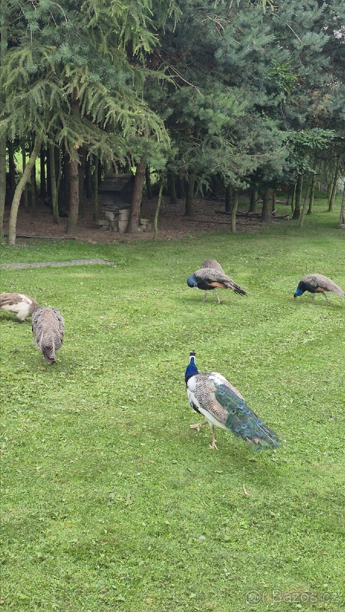 Páv, pavice,pávata - 4