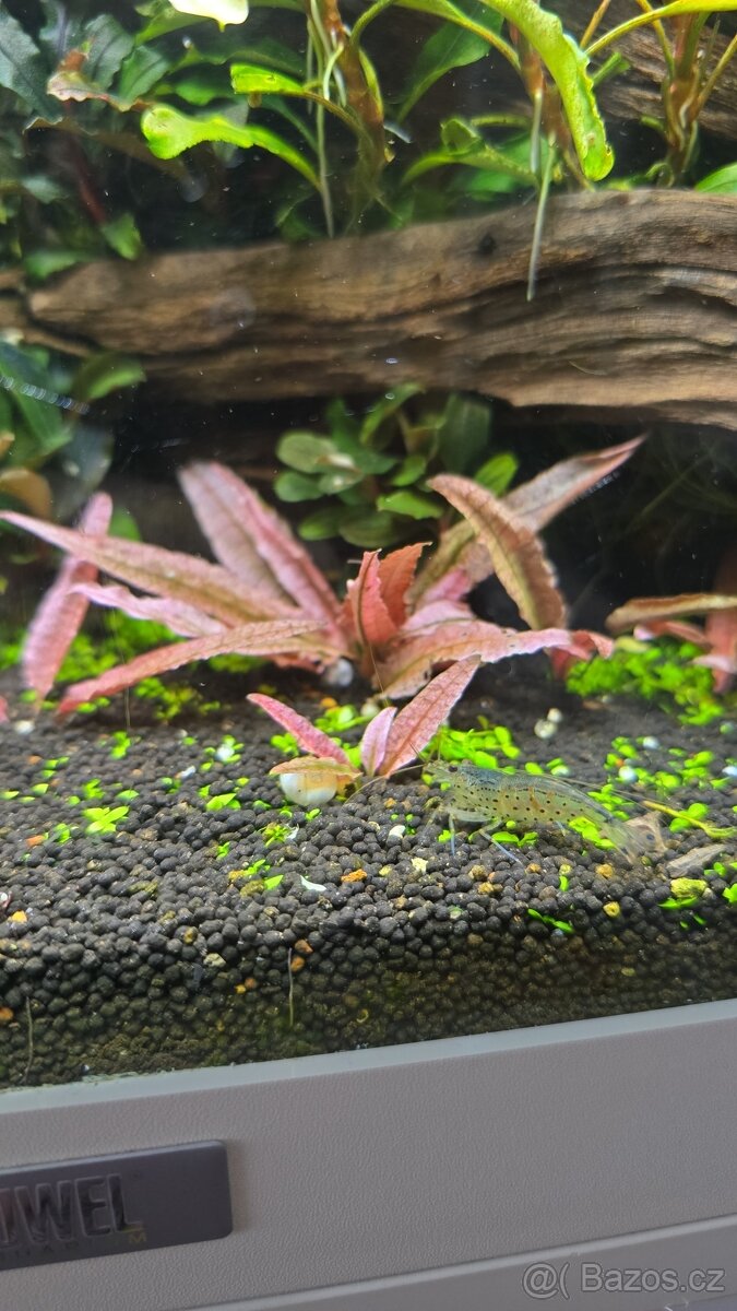 Akvarijní rostliny - 4