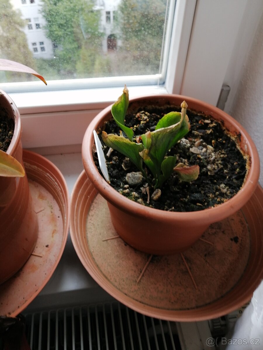 4x masožravá rostlina - 4