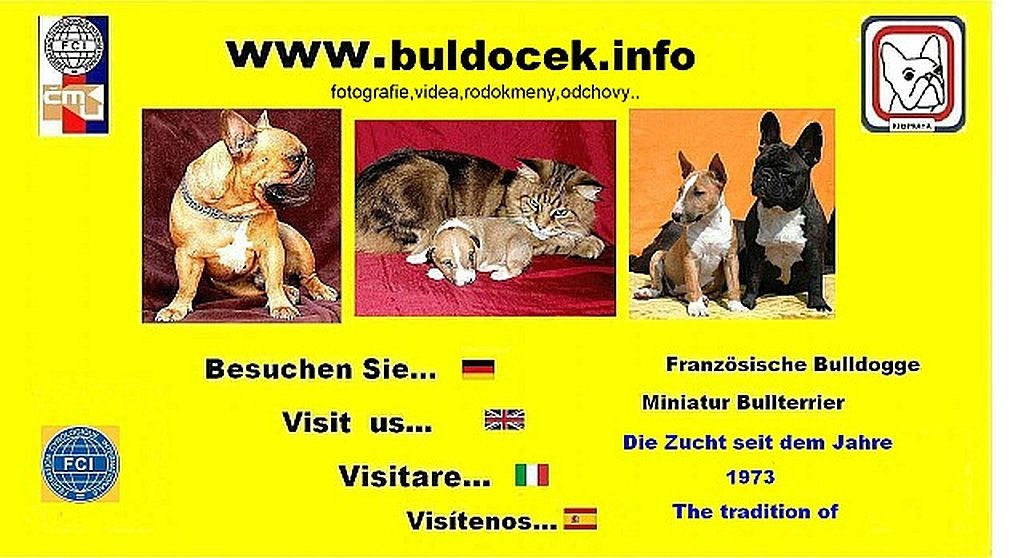 Francouzský buldoček s PP - 4