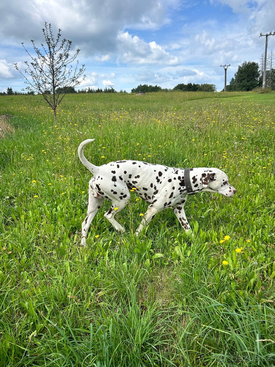 Krytí dalmatin hnědý - 4