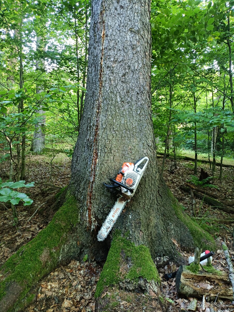Rizikové kácení stromů - 4