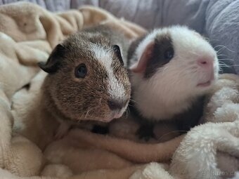 Morče - dva bráškové US Teddy - 4