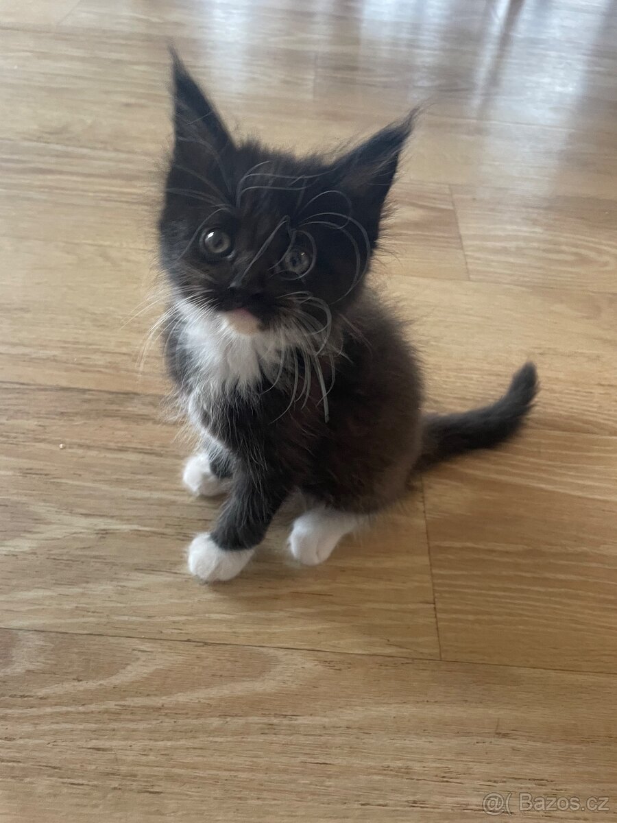 Mainská mývalí koťátka bez pp - 4