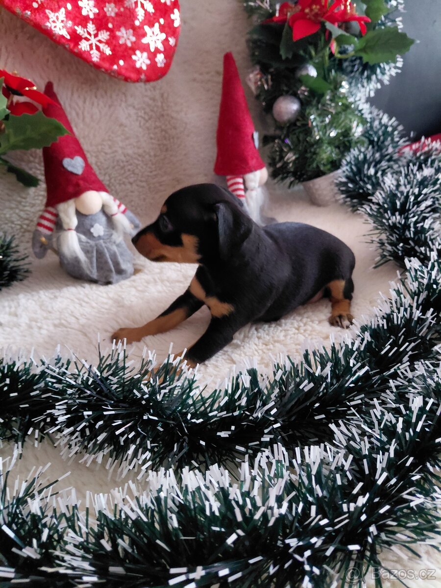 Prazsky krysarik - 4