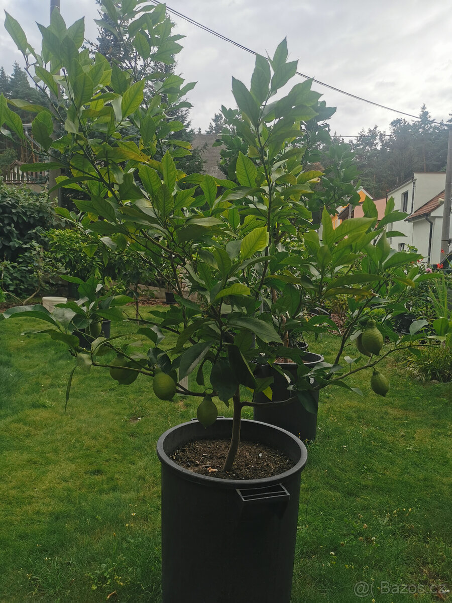 Prodám plodící citroník LUNARIO (č.37) - 4
