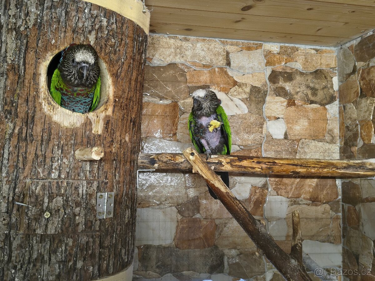 Amazoňan Vějířový 1 : 1 2017. - 4