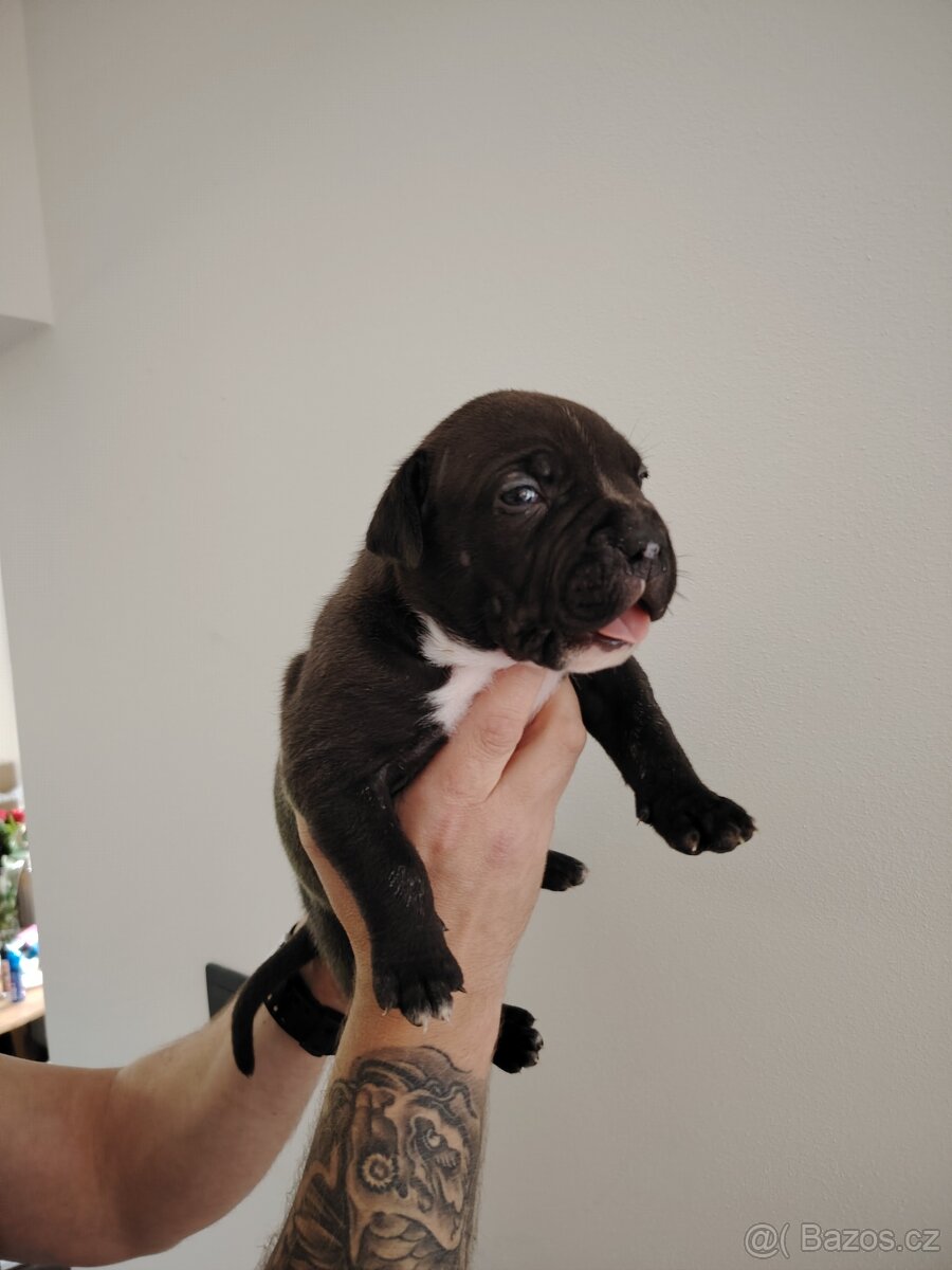 American Bully XL štěňata - 4