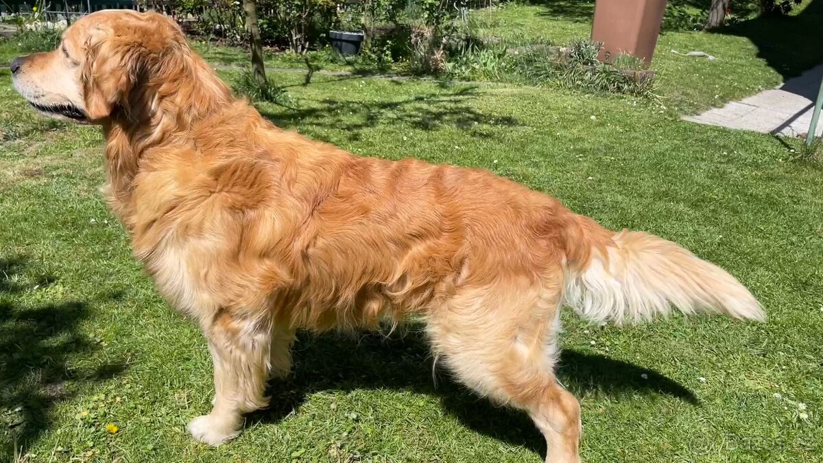 Chovný Zlatý Retriever s PP ke krytí - 4