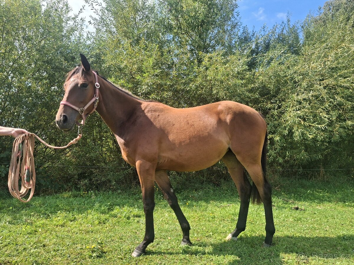 Dvouletá klisnička - 4