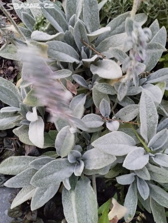 TRVALKY - venkovní rostliny - 4