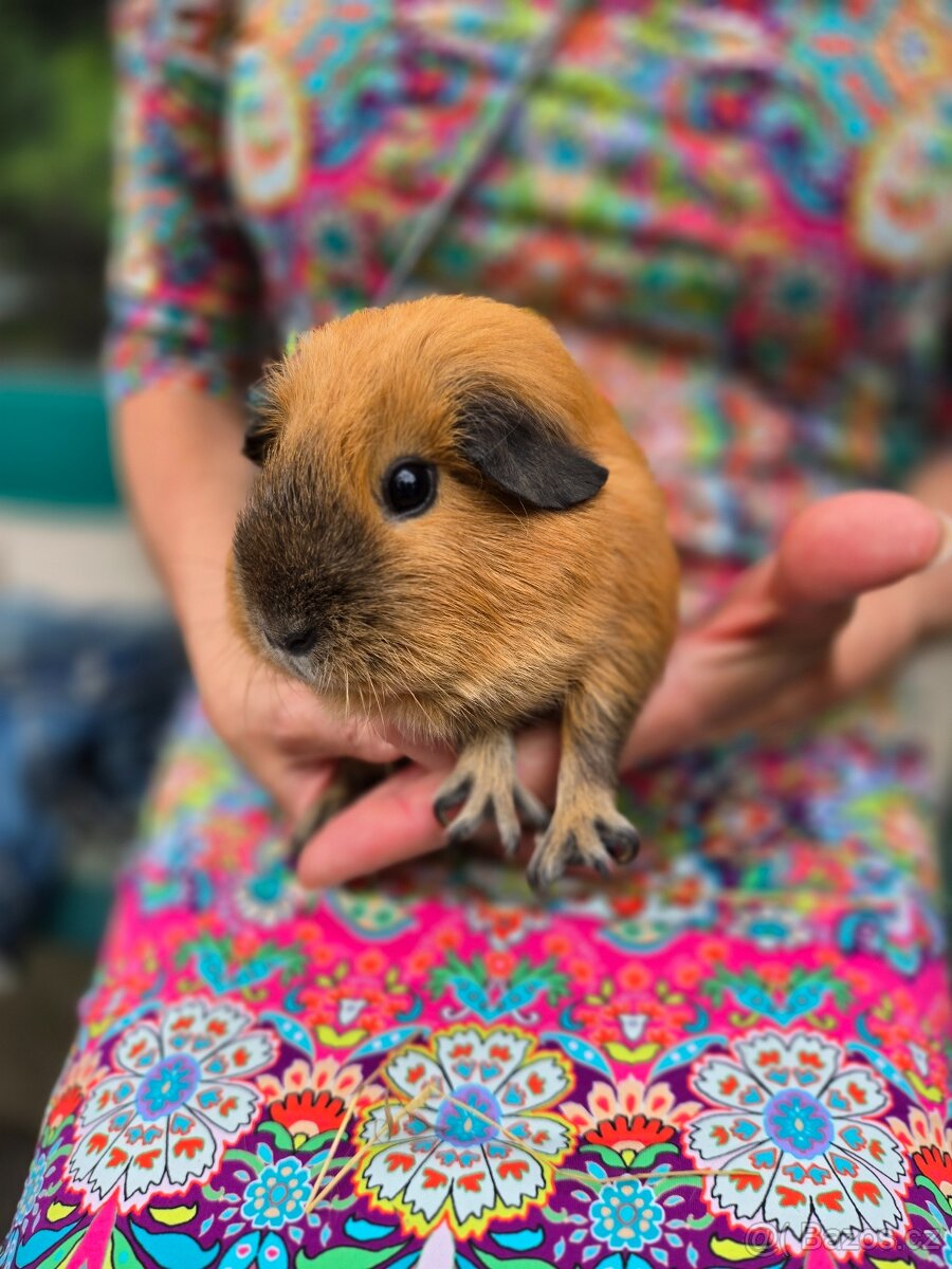 Morče s kalifornskou kresbou - 4