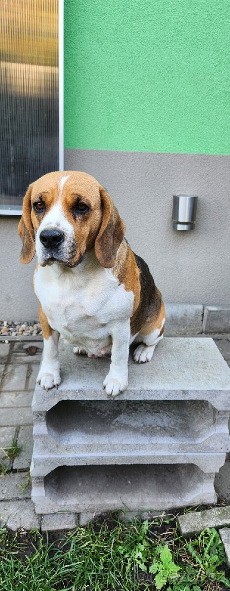 Štěňata bigla - 4