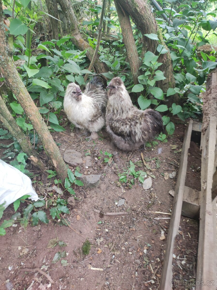 Nasadova vejce hedvábnička - 4