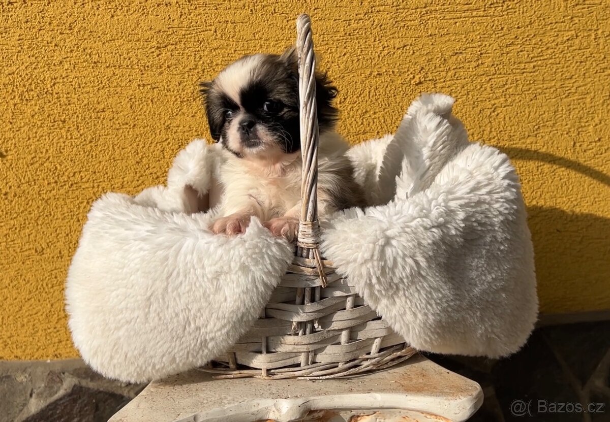 Stenatko kratkosrsty pekinezer - 4