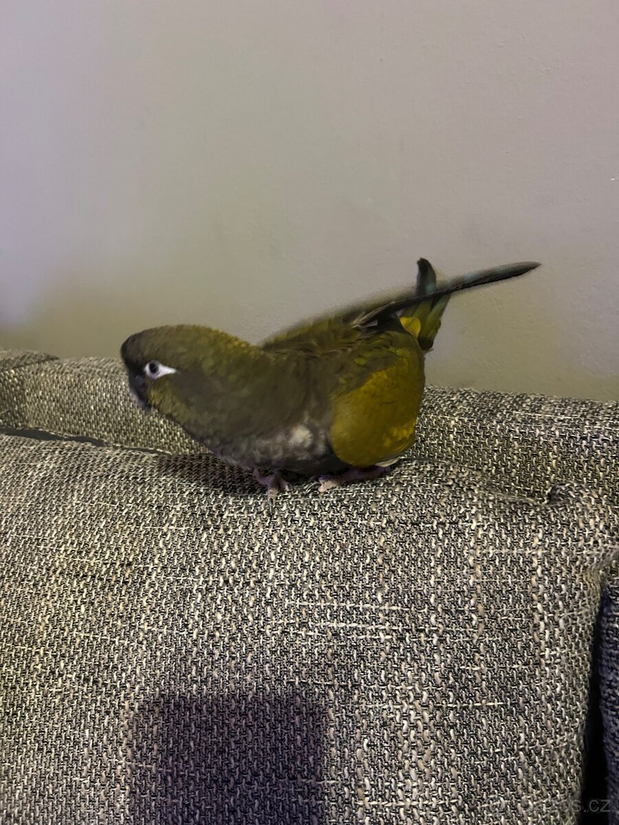 Papoušek patagonský - 4