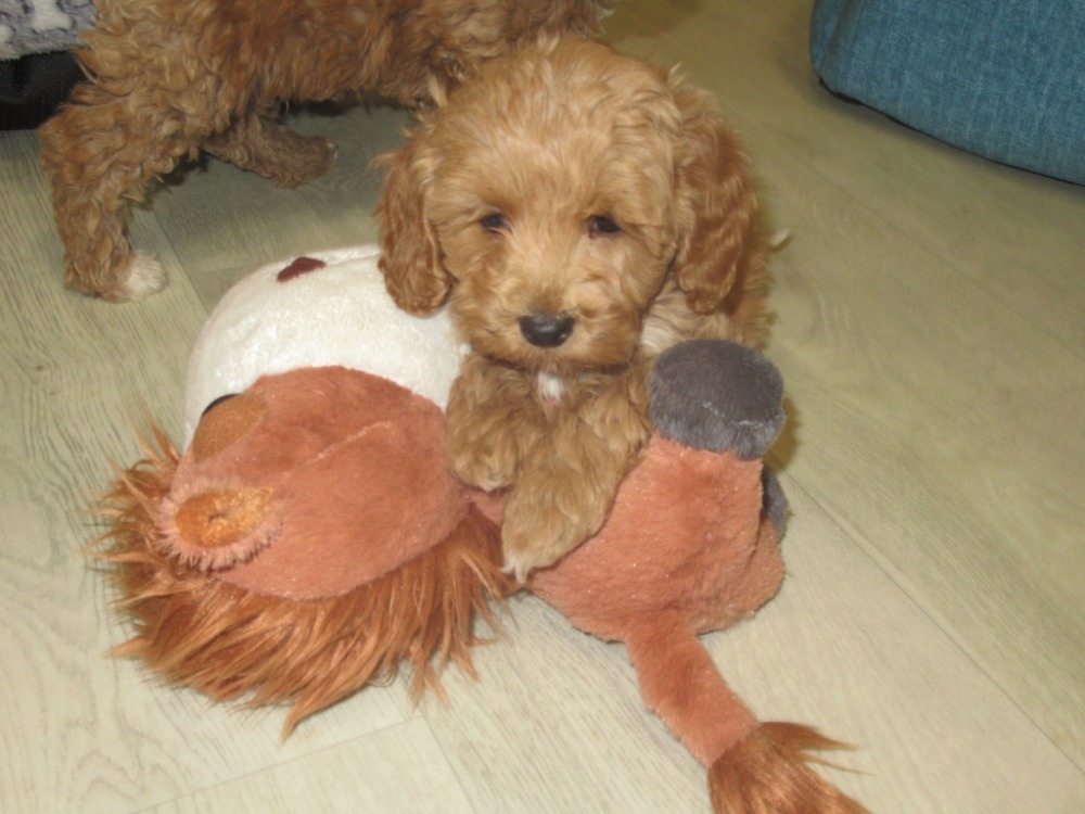 Maltipoo štěňátka - 4