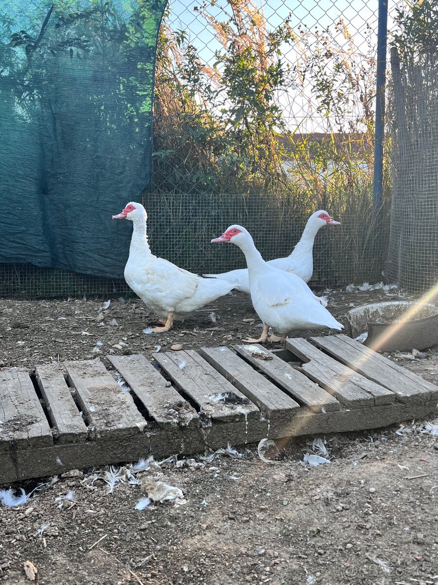 Kachna pižmová - 4